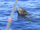 Fotografía de un ejemplar de ballena piloto (Globicephala) en aguas de las islas Canarias. Un equipo de investigadoras de las universidades de Oviedo y de La Laguna ha desarrollado una nueva técnica de muestreo para extraer ADN de cetáceos en libertad, con el objeto de realizar el seguimiento del estado de salud de los animales con mínimo impacto. EFE/ Universidad de La Laguna / ***SOLO USO EDITORIAL/SOLO DISPONIBLE PARA ILUSTRAR LA NOTICIA QUE ACOMPAÑA (CRÉDITO OBLIGATORIO)***