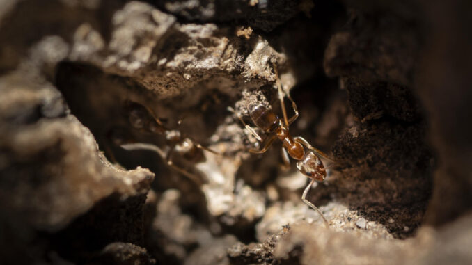 Fotografía facilitada por el CSIC de un ejemplar de hormiga argentina. EFE
 
 hormiga argentina (Linepithema humile) compite con los romanos: su supercolonia se extiende de Doñana a Italia. / Alejandro Muñoz
