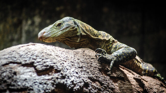 El zoológico Bioparc Fuengirola (Málaga) acoge temporalmente nueve varanos de Papúa Nueva Guinea (varanus salvadorii o varanos cocodrilo) nacidos en Honolulu (Hawái) con el objetivo de contribuir a su protección y colaborar para garantizar el futuro de esta amenazada especie. EFE/BIOPARC //SOLO USO EDITORIAL/SOLO DISPONIBLE PARA ILUSTRAR LA NOTICIA QUE ACOMPAÑA (CRÉDITO OBLIGATORIO)//
