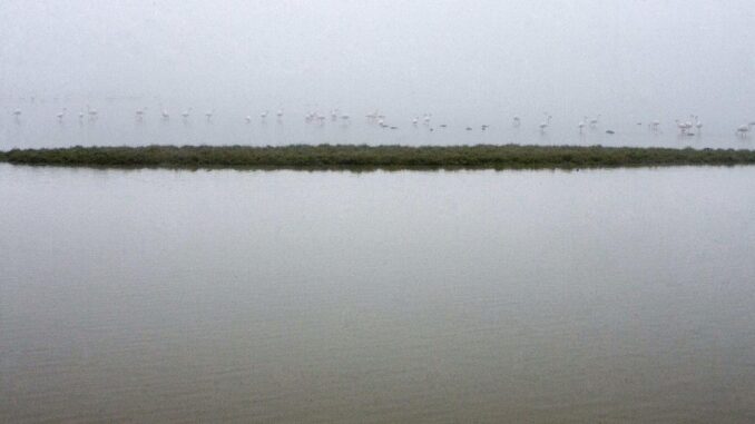 Imagen de archivo de los flamencos y otras aves migratorias que comparten agua en una de las lagunas del Parque Nacional de Doñana. EFE/archivo/Jose Manuel Vidal
