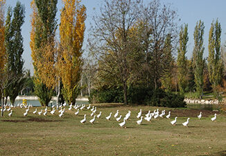 cierre parques por viento