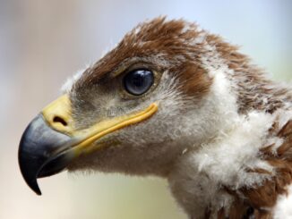 En la imagen de archivo, un águila imperial nacido en un nido del Cerro del Trigo, en Doñana. EFE/Eduardo Abad