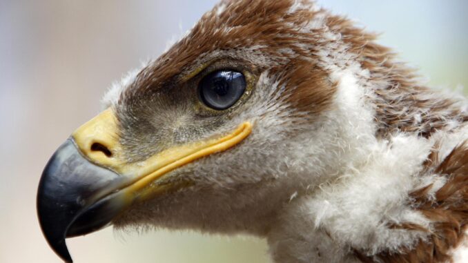 En la imagen de archivo, un águila imperial nacido en un nido del Cerro del Trigo, en Doñana. EFE/Eduardo Abad
