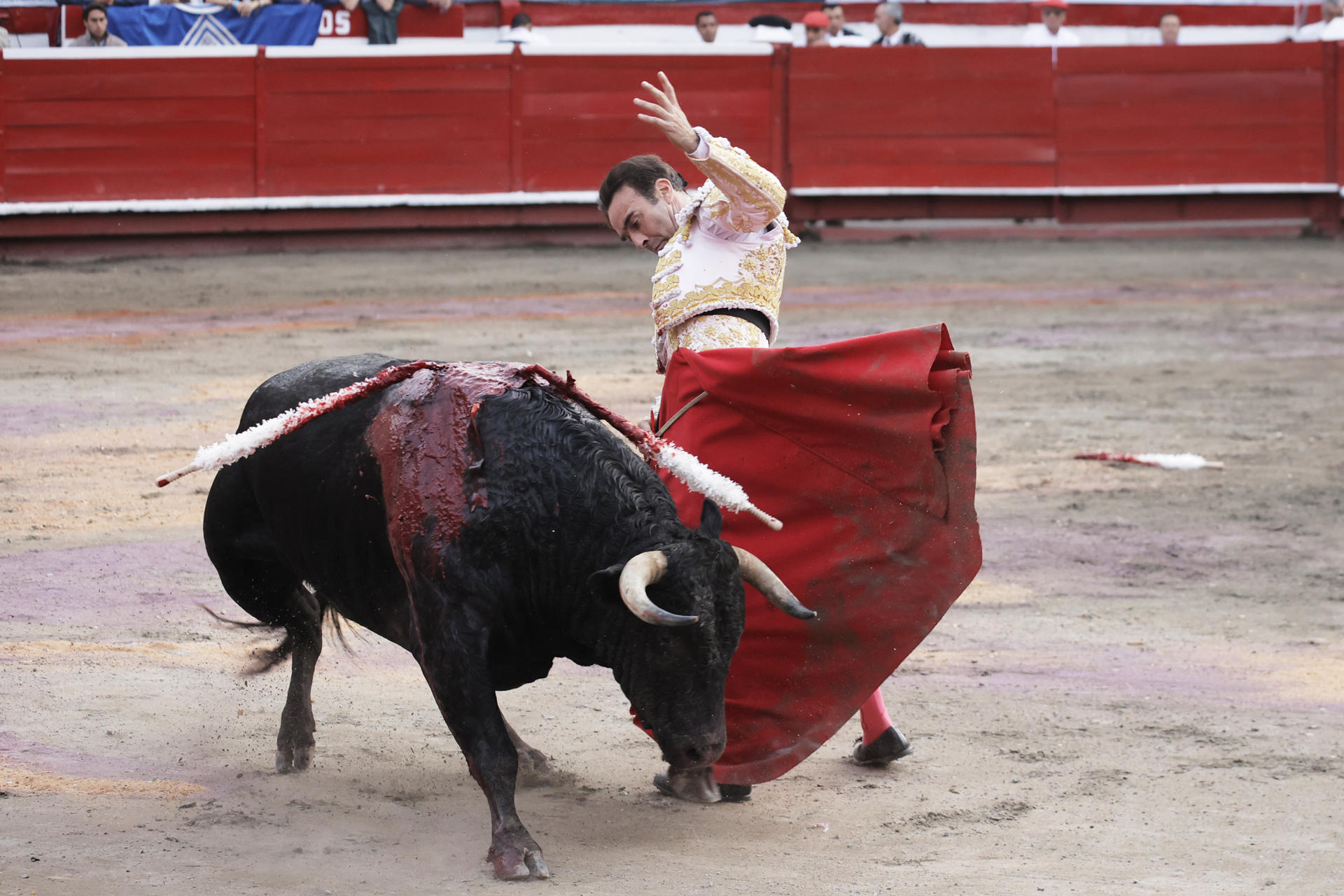 El torero español, Enrique Ponce lidia el toro Anadis de 462 kg de la ganadería Ernesto Gutiérrez, al que le cortó dos orejas, este sábado durante una corrida correspondiente a la temporada taurina 70 de la Feria de Manizales, en la plaza de toros de Manizales (Colombia). EFE/ Jhon Jairo Bonilla
