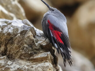 El treparriscos, una especie con una población escasa en España, entre 1.200 y 1.800 ejemplares reproductores, ha sido elegido como el Ave del Año 2025 por SEO/BirdLife. Fotografía facilitada por esta organización. EFE