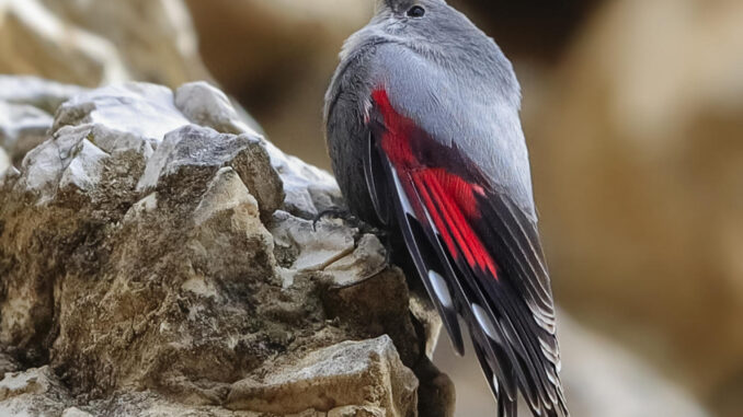 El treparriscos, una especie con una población escasa en España, entre 1.200 y 1.800 ejemplares reproductores, ha sido elegido como el Ave del Año 2025 por SEO/BirdLife. Fotografía facilitada por esta organización. EFE
