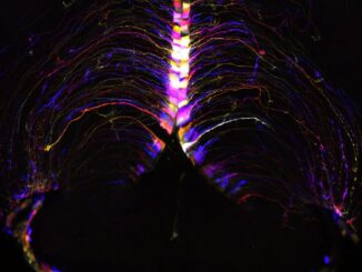 En la imágen, células cerebrales, llamadas tanicitos, iluminadas y codificadas por colores según su profundidad en el hipotálamo cerebral de un ratón. Son uno de los tipos de células del cerebro de ratón que muestran un gran número de transcripciones genéticas que cambian con la edad. Fotografía facilitada por el Instituto Allen (Estados Unidos). EFE