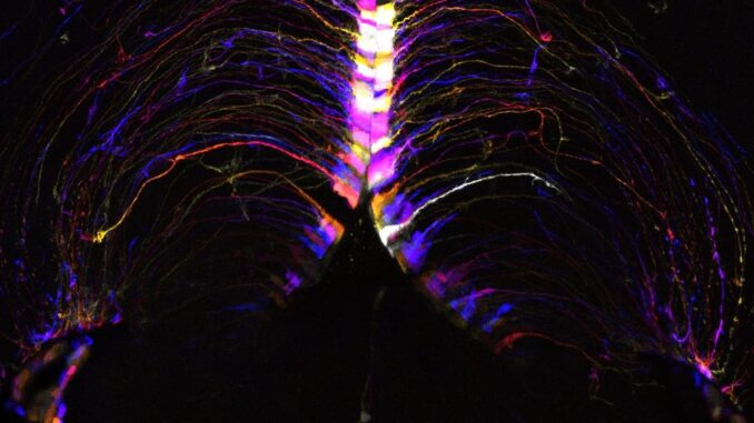 En la imágen, células cerebrales, llamadas tanicitos, iluminadas y codificadas por colores según su profundidad en el hipotálamo cerebral de un ratón. Son uno de los tipos de células del cerebro de ratón que muestran un gran número de transcripciones genéticas que cambian con la edad. Fotografía facilitada por el Instituto Allen (Estados Unidos). EFE
