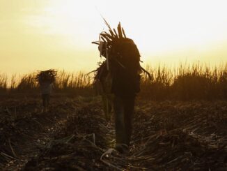 Fotografía de archivo f, que muestra a un grupo de granjeros mientras recolectan azúcar de caña en una plantación en Diabaly, Malí. EFE/NIC BOTHMA