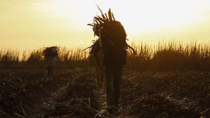 Fotografía de archivo f, que muestra a un grupo de granjeros mientras recolectan azúcar de caña en una plantación en Diabaly, Malí. EFE/NIC BOTHMA
