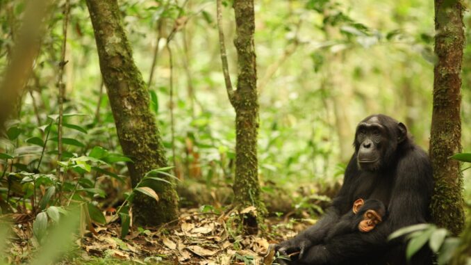 Una madre con su cría de chimpancé en Uganda. Fotografía facilitada por Kevin Langergraber del Proyecto Ngogo Chimpanzee. EFE
