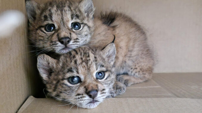 Técnicos del programa Life Lynx Connect de la Consejería de Desarrollo Sostenible de Castilla-La Mancha junto con agentes medioambientales han recuperado a dos cachorros de lince ibérico que habían quedado huérfanos en el núcleo de población estable de la especie en Sierra Morena Oriental. EFE/ Consejería de Desarrollo Sostenible del Gobierno de Castilla-la Mancha SOLO USO EDITORIAL/SOLO DISPONIBLE PARA ILUSTRAR LA NOTICIA QUE ACOMPAÑA (CRÉDITO OBLIGATORIO)
