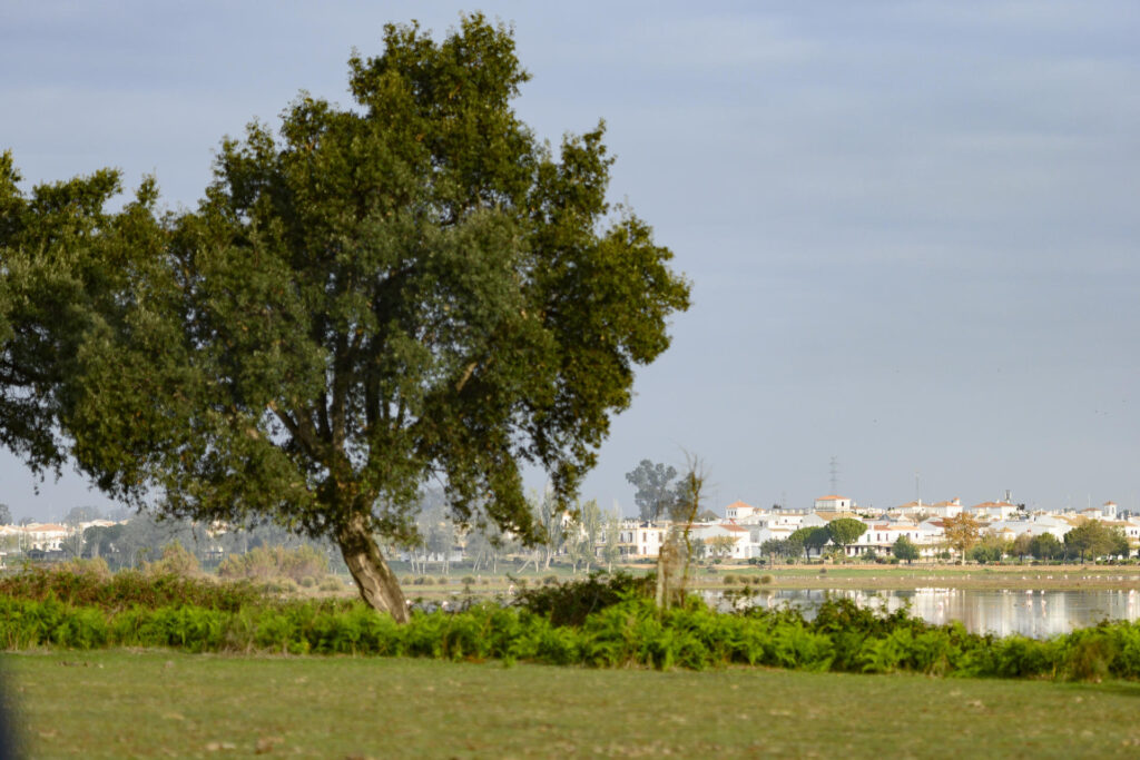 Vista de archivo de las marismas junto a la aldea de El Rocío en el Parque Nacional de Doñana. EFE/ Raúl Caro