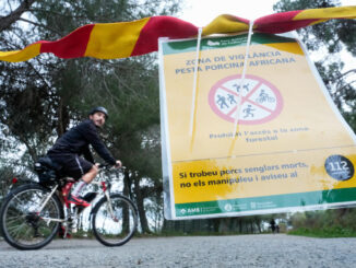 Vista de uno de los carteles situados en los accesos al Parque Natural de Collserola, alertando de la presencia de la peste porcina. Otros ocho jabalíes muertos han sido hallados en la misma zona de la sierra de Collserola (Barcelona) en la que esta semana han aparecido los cuerpos de seis animales de esta especie que murieron por peste porcina africana (PPA). EFE/Enric Fontcuberta