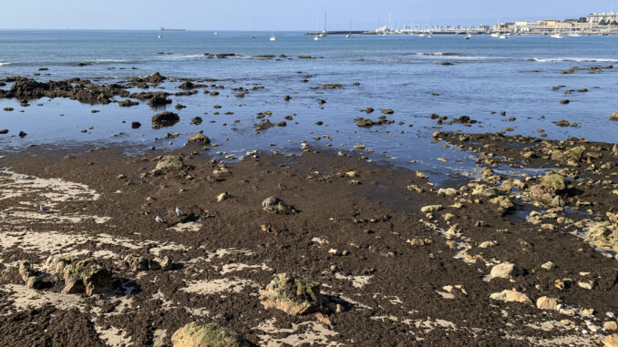 El alga asiática invasora 'Rugulopteryx okamurae' en la Praia das Moitas, en el municipio de Cascais (Portugal), en una imagen de archivo. EFE/ Carlota Ciudad
