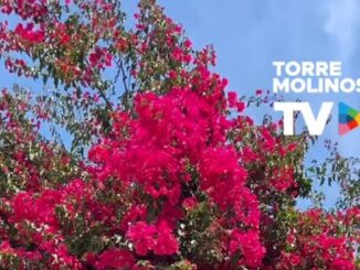 Buganvilla florecida en la avenida del Lido de Torremolinos, con flores fucsia y vegetación exuberante, icono fotográfico con más de 80 años de historia