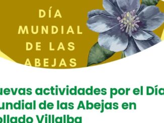 Cartel del Día Mundial de las Abejas con actividades educativas en Collado Villalba