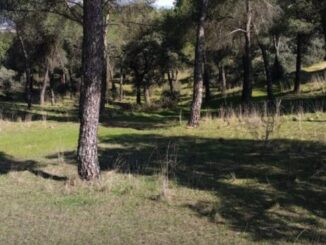 Vista aérea de la Dehesa de Majadahonda con vegetación mediterránea y zonas de esparcimiento