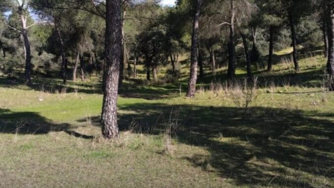 La Dehesa de Majadahonda, punto de observación de fauna de la Comunidad Vista aérea de la Dehesa de Majadahonda con vegetación mediterránea y zonas de esparcimiento