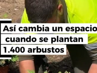 Plantaciones arbustivas nuevas en la calle Greco de Sevilla con especies ornamentales verdes