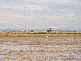 Campos agrícolas afectados por la dana en la Comunitat Valenciana
