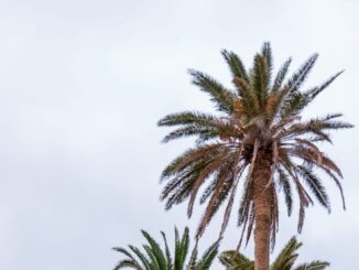 Palmera canaria en su hábitat natural de Fuerteventura con cielo azul de fondo