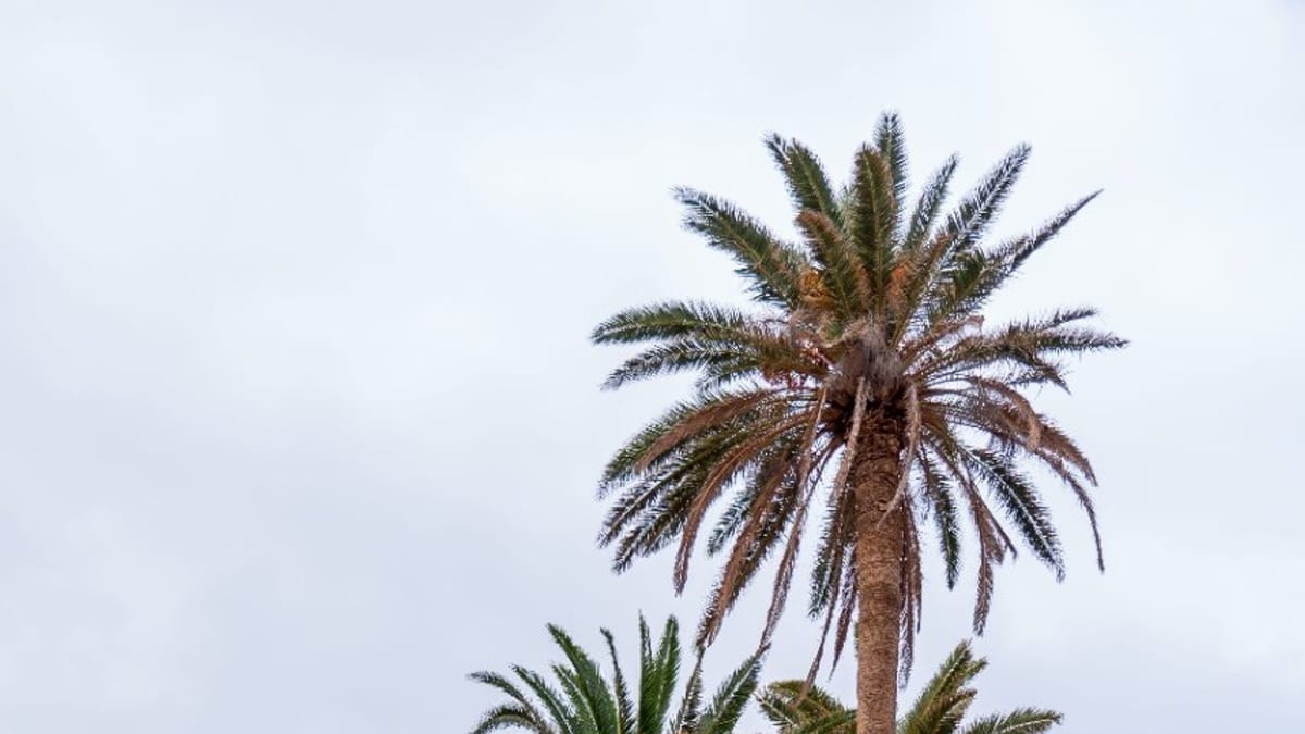 Palmera canaria en su hábitat natural de Fuerteventura con cielo azul de fondo