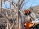 Trabajos de eliminación de plantas invasoras Calotropis procera en el barranco de Giniginamar, Fuerteventura