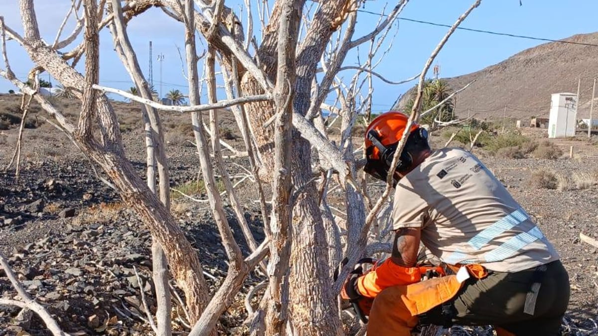 Trabajos de eliminación de plantas invasoras Calotropis procera en el barranco de Giniginamar, Fuerteventura