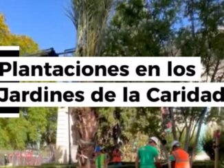 Plantación de palmeras datileras y nuevos árboles en los Jardines de la Caridad