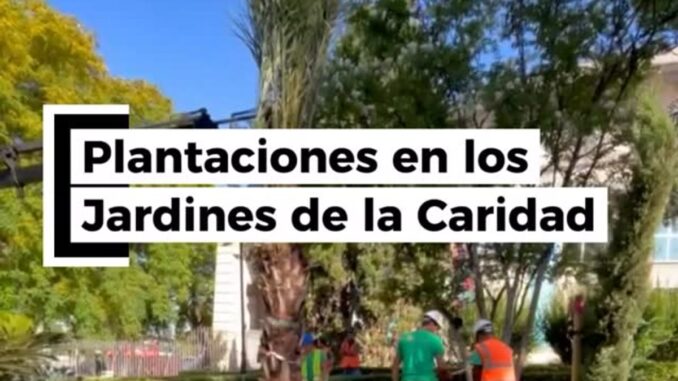 Plantación de palmeras datileras y nuevos árboles en los Jardines de la Caridad