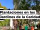 Plantación de palmeras datileras y nuevos árboles en los Jardines de la Caridad