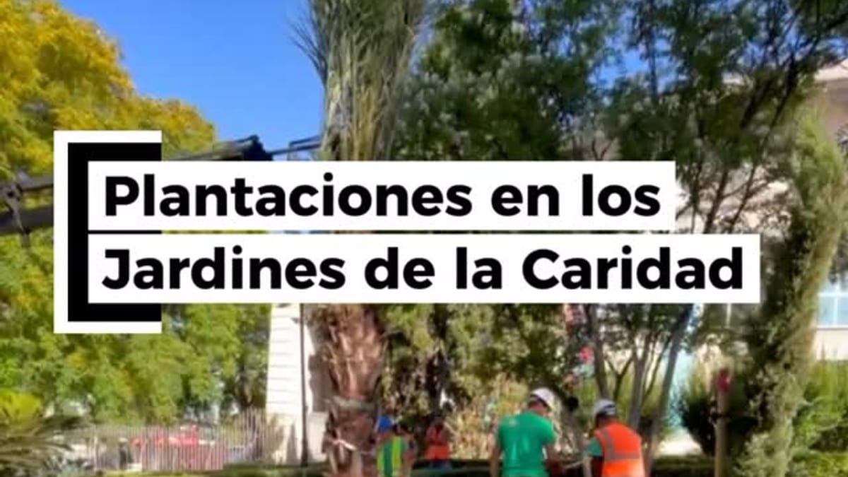 Plantación de palmeras datileras y nuevos árboles en los Jardines de la Caridad