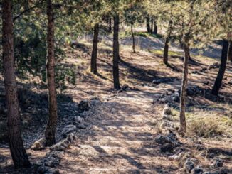 Parque Mazalmadrit con vegetación forestal en Rivas Vaciamadrid