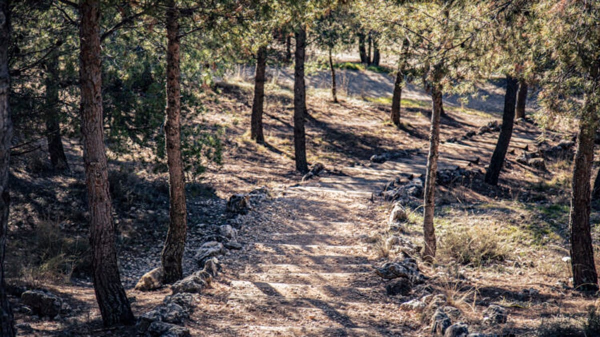 Parque Mazalmadrit con vegetación forestal en Rivas Vaciamadrid