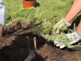 Plantación colectiva de PolinizaCáceres2031 en San Blas con participación ciudadana y plantas cultivadas durante el proyecto ambiental