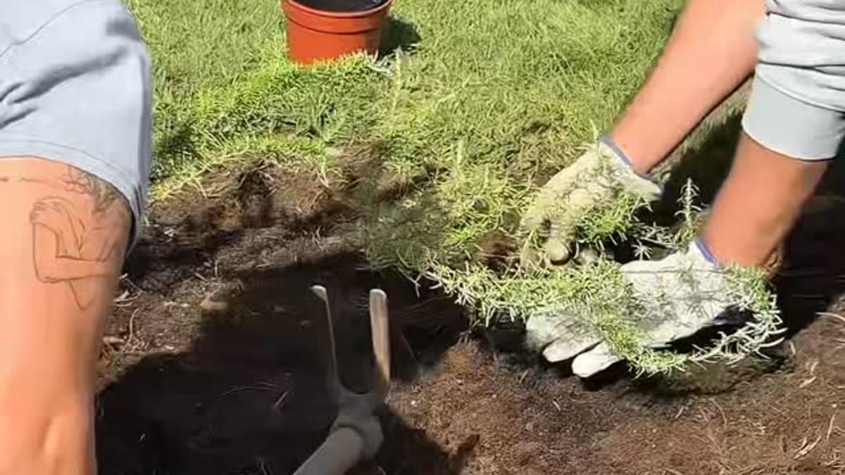 Plantación colectiva de PolinizaCáceres2031 en San Blas con participación ciudadana y plantas cultivadas durante el proyecto ambiental