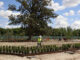 El proyecto de renovación de Jardín del Parterre de Aranjuez estará concluido a finales de junio. EFE/ Patrimonio Nacional
SOLO USO EDITORIAL/SOLO DISPONIBLE PARA ILUSTRAR LA NOTICIA QUE ACOMPAÑA (CRÉDITO OBLIGATORIO)