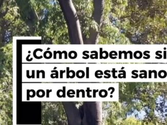 Análisis técnico avanzado de árbol en Sevilla para detectar daños internos mediante tecnología especializada