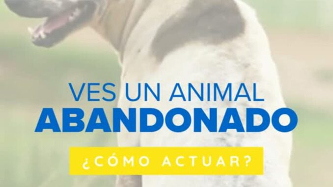 Guía del Ayuntamiento de Huelva: cómo actuar al encontrar un animal abandonado Infografía del Ayuntamiento de Huelva sobre cómo actuar ante un animal abandonado: protege, avisa y comunícate con los servicios municipales