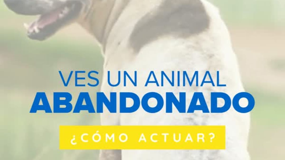 Infografía del Ayuntamiento de Huelva sobre cómo actuar ante un animal abandonado: protege, avisa y comunícate con los servicios municipales