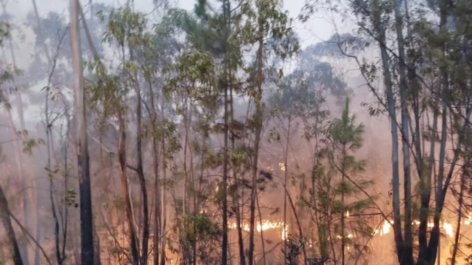 Efectivos del Consorcio de Bomberos de Huelva del Parque de Bomberos de Jabugo desplegados en labores de extinción del incendio forestal en Almonaster la Real