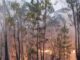 Efectivos del Consorcio de Bomberos de Huelva del Parque de Bomberos de Jabugo desplegados en labores de extinción del incendio forestal en Almonaster la Real