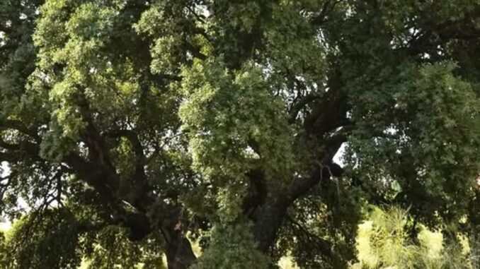 Parque periurbano Las Presillas de Alcorcón con nuevas plantaciones de árboles