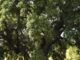 Parque periurbano Las Presillas de Alcorcón con nuevas plantaciones de árboles