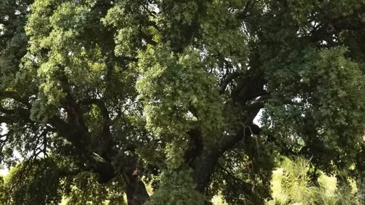 Parque periurbano Las Presillas de Alcorcón con nuevas plantaciones de árboles