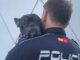 Agentes de la Policía Local de Alcobendas junto a un perro policía en conmemoración del Día Internacional del Perro