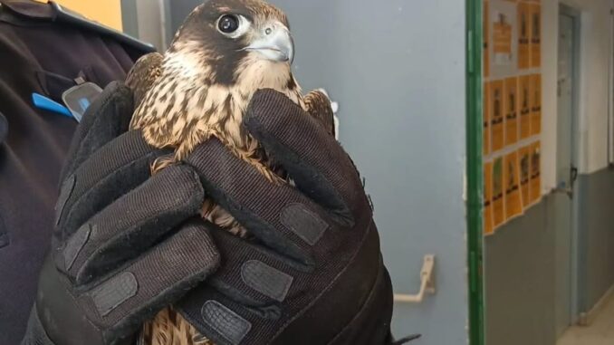 Halcón recuperado por la Policía Local de Alcalá de Henares en el Campo de Golf El Encín