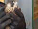 Halcón recuperado por la Policía Local de Alcalá de Henares en el Campo de Golf El Encín