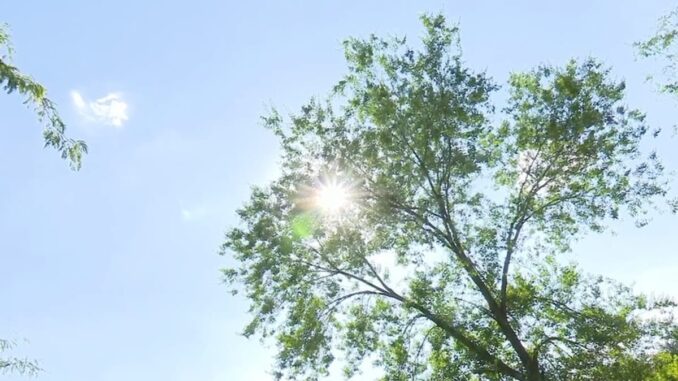 Propuesta de San Sebastián de los Reyes con ideas y actividades para sobrellevar el calor del verano con presupuesto reducido